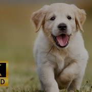 Иттің Дауысы