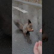 Села Белка На Сучок