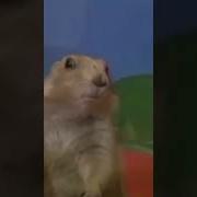 Gopher Hog