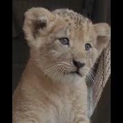 Львенок Рычит