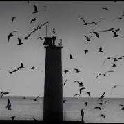 Arrival Of Birds