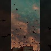 Zeng Ucun Gozel Musiqi 2024