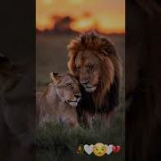 Telesme Getmeye Omur