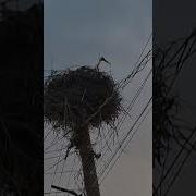 Ameninch Kexc E 2026