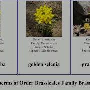 Erysimum Rhaeticum