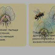 Параграф25 Биология 6 Класс
