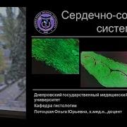 Гистология Кровеносная Система