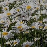 Ах Ромашка Белая