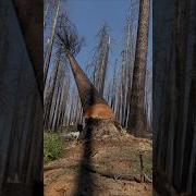 Звук Удара Об Дерево