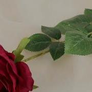 Мен Сени Суйгон Элем Роза