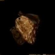 金小草を求めて