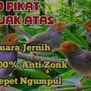 Suara Pikat Prenjak