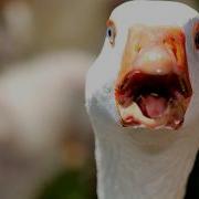 Звуки Диких Гусей