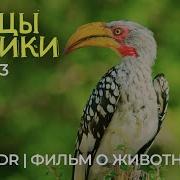 В Мире Животных Птицы
