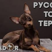 Той Терьер