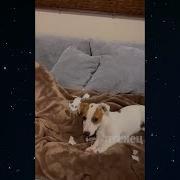 Артём Давай Купим Собачку