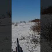 Выход Зайца