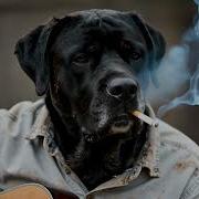 Блюз Последней Надежды