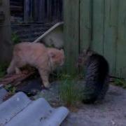 Про Пушка Кота