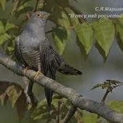 С Я Маршак Голос В Лесу