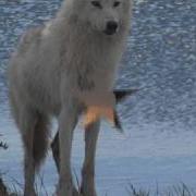 Волк Логоритмика