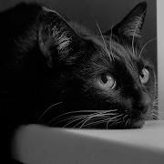 Выйду Ночью В Кухню С Котом