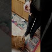 Мемный Звук Ням Ням Ням