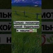 Будильник Северус Снейп