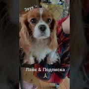 Лай Собаки Спаниель