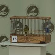 Пение Кенара Чемпиона