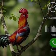 Rooster Alarm Ringtone