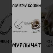 Мурчание Кошки