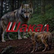 Шакал Блатняк