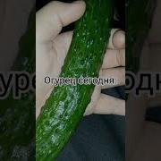 Я Тебе Куплю Огурец