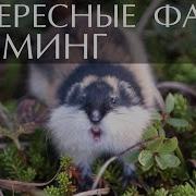 Лемминг Сонг Табуди E1