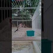 Саба Чир Чир