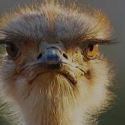 Dmitriy Niki Яйцо