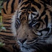 Шуфутинский Друган