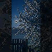 Сини Таман Премьера Новой Песни