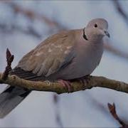 Мусича Овози