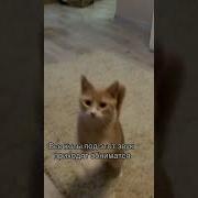 Кошачий Трек Из Тик Тока