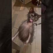 Приколы Про Весну