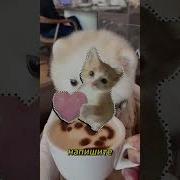 Авконеониобаумрут