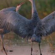 Журавли Сергей Чекалин