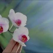 Bounty Райское Наслаждение