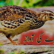 Madi Batairy Ki Awaz