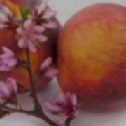 Медитация Женское Дыхание