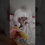 Как Вкусненько Ам Ням Нямочки