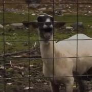 Screaming Goats 60 Seconds