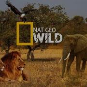 Nat Geo Wild